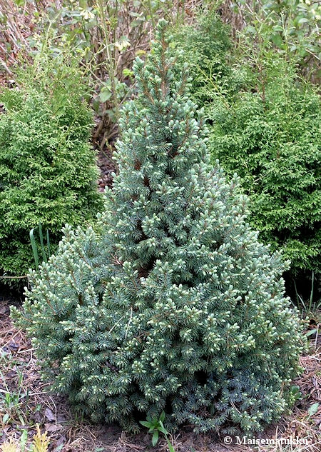 Picea x albertiana 'Sander's Blue', sinialbertankuusi